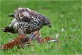 341 - GOSHAWK ON PHEASANT - EDWARDS ALAN - united kingdom